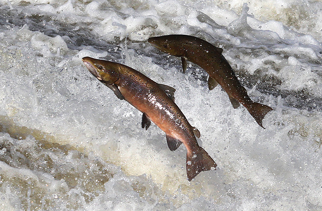 Leadership lessons from salmon