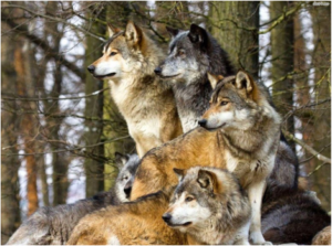 leadership lessons from wolves